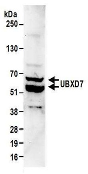 UBXD7 Antibody