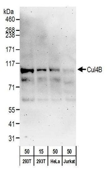 Cul4B Antibody