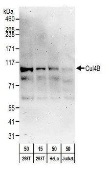 Rabbit anti-Cul4B Antibody