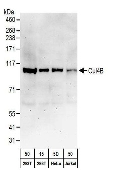 Rabbit anti-Cul4B Antibody