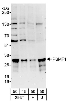 Rabbit anti-PSMF1 Antibody