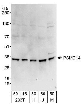 Rabbit anti-PSMD14 Antibody