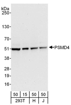 PSMD4 Antibody