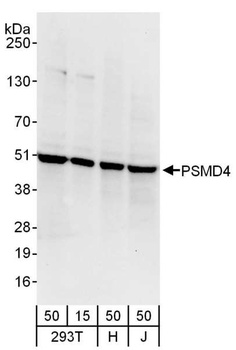 Rabbit anti-PSMD4 Antibody