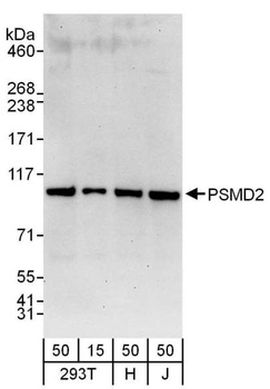 Rabbit anti-PSMD2 Antibody