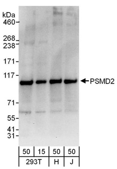 Rabbit anti-PSMD2 Antibody