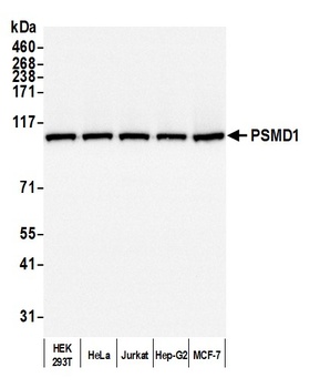 PSMD1 Antibody