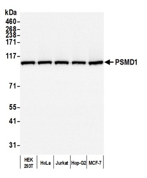 Rabbit anti-PSMD1 Antibody