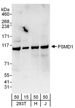 Rabbit anti-PSMD1 Antibody