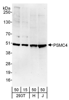 Rabbit anti-PSMC4 Antibody