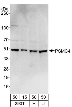 Rabbit anti-PSMC4 Antibody