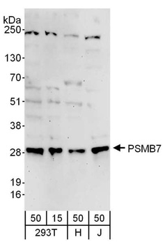 Rabbit anti-PSMB7 Antibody