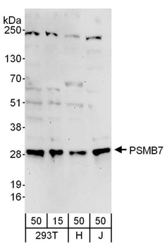 PSMB7 Antibody