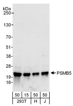 PSMB5 Antibody