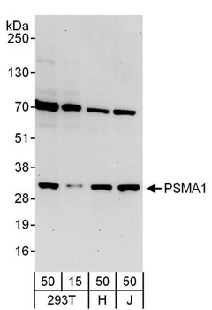 Rabbit anti-PSMA1 Antibody