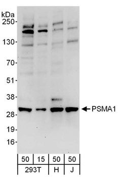 Rabbit anti-PSMA1 Antibody