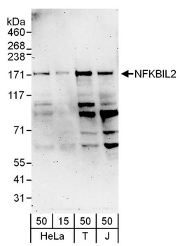 NFKBIL2 Antibody