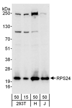 RPS24 Antibody
