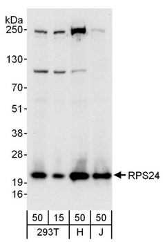 Rabbit anti-RPS24 Antibody