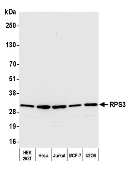 Rabbit anti-RPS3 Antibody