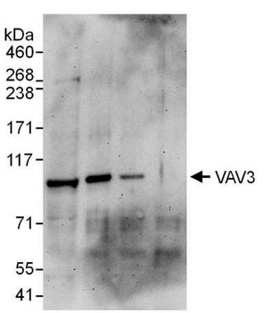 VAV3 Antibody