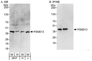 Rabbit anti-PSMD13 Antibody
