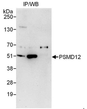 Rabbit anti-PSMD12 Antibody