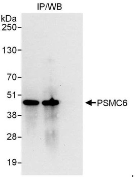Rabbit anti-PSMC6 Antibody