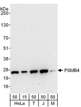 Rabbit anti-PSMB4 Antibody