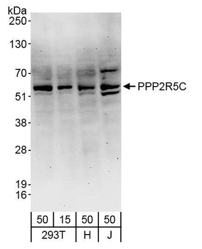 PPP2R5C Antibody