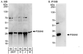 PSMA6 Antibody