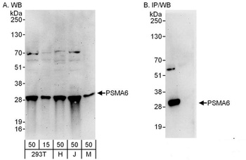 Rabbit anti-PSMA6 Antibody