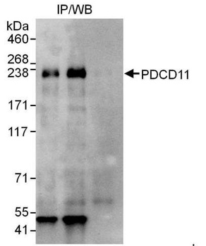 Rabbit anti-PDCD11 Antibody