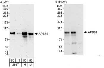 Rabbit anti-APBB2 Antibody