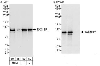 Rabbit anti-TAX1BP1 Antibody