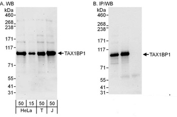 Rabbit anti-TAX1BP1 Antibody