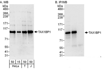 TAX1BP1 Antibody