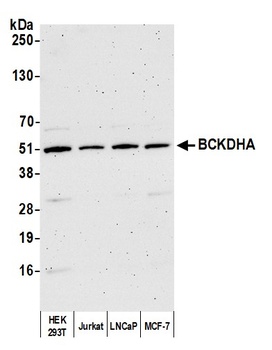 Rabbit anti-BCKDHA Antibody