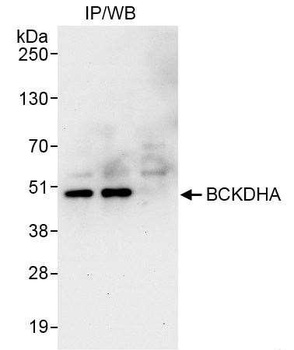 Rabbit anti-BCKDHA Antibody