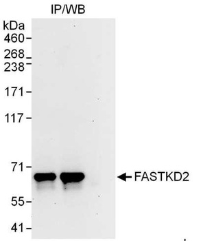 Rabbit anti-FASTKD2 Antibody