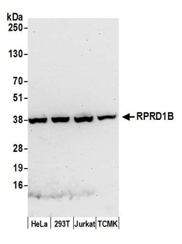 RPRD1B Antibody