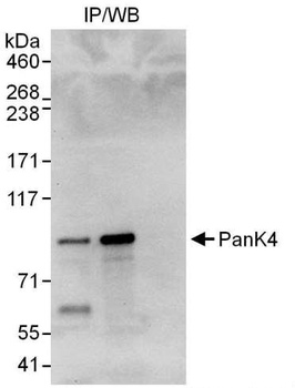 Rabbit anti-PanK4 Antibody