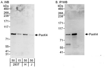 Rabbit anti-PanK4 Antibody