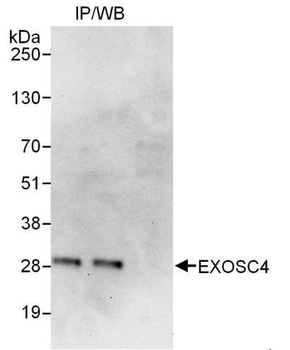 Rabbit anti-EXOSC4 Antibody