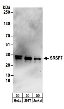Rabbit anti-SRSF7 Antibody