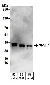 SRSF7 Antibody