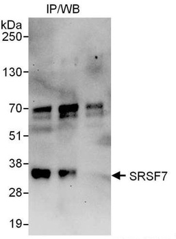 Rabbit anti-SRSF7 Antibody