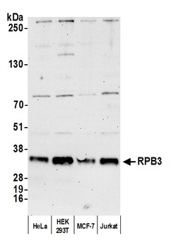Rabbit anti-RPB3 Antibody