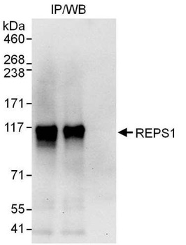 Rabbit anti-REPS1 Antibody