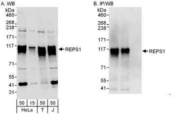 Rabbit anti-REPS1 Antibody